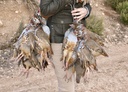 EXPÉRIENCES 1 chasseur