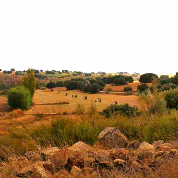 Ojeo de Perdiz