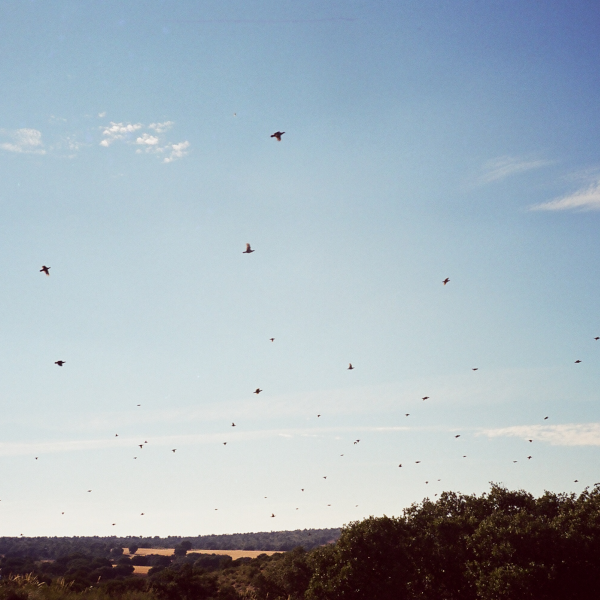 SHOOTING DRIVE RED PARTRIDGES  Up to 10 hunters
