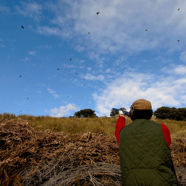 SHOOTING DRIVE RED PARTRIDGES  Up to 10 hunters