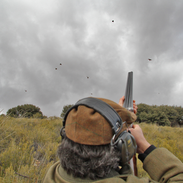 Battue aux perdrix – jusqu’à 10 chasseurs * 