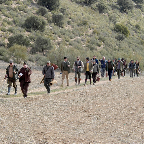 Battue aux perdrix – jusqu’à 10 chasseurs